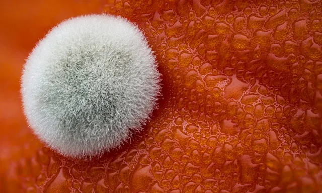 Mold on a tomato